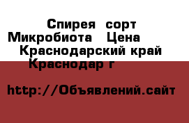 Спирея  сорт Микробиота › Цена ­ 200 - Краснодарский край, Краснодар г.  »    